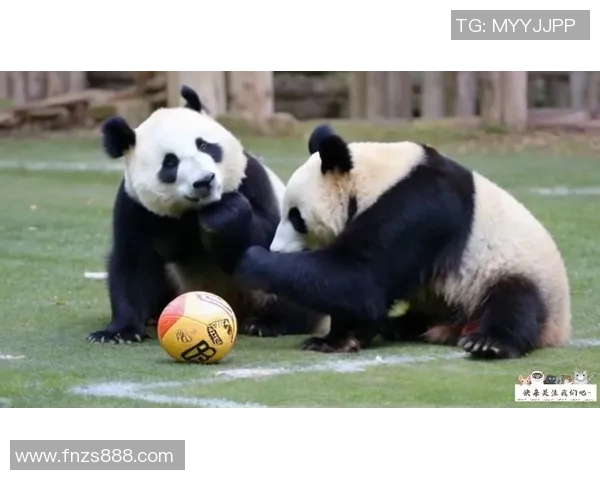 熊猫爱足球：探索熊猫与足球的奇妙结合与互动乐趣